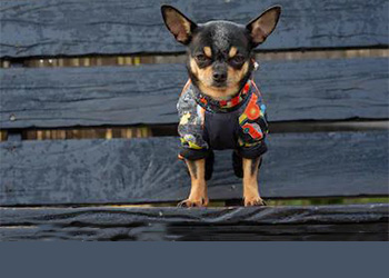 Mansión destilación cuello ▷ Ropa para perros CHIHUAHUAS ~ Mundo Chihuahua