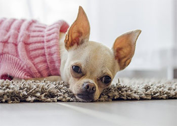 Mansión destilación cuello ▷ Ropa para perros CHIHUAHUAS ~ Mundo Chihuahua