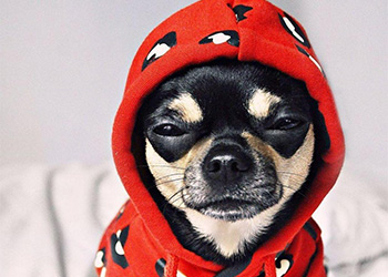 Mansión destilación cuello ▷ Ropa para perros CHIHUAHUAS ~ Mundo Chihuahua