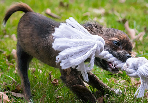 JUGUETES chihuahuas