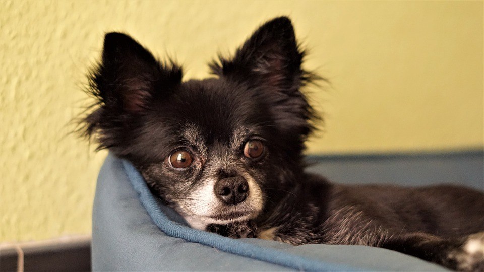 chihuahua de pelo en cama azul