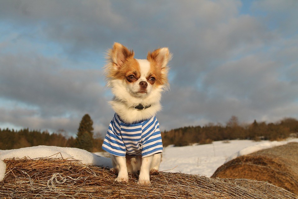 chihuahua con camiseta manga corta rallas