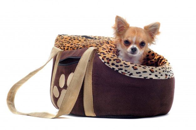 chihuahua en transportin marron 