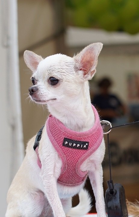 chihuahua blanco con arnes rosa pana