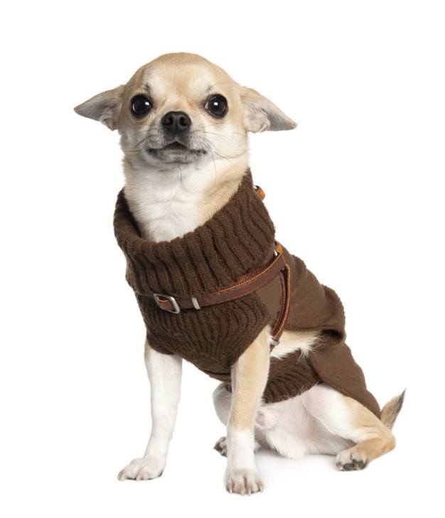 chihuahua jersey marron de cuello alto