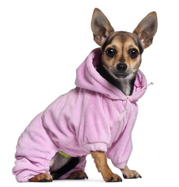 chihuahua con pijama rosa invierno