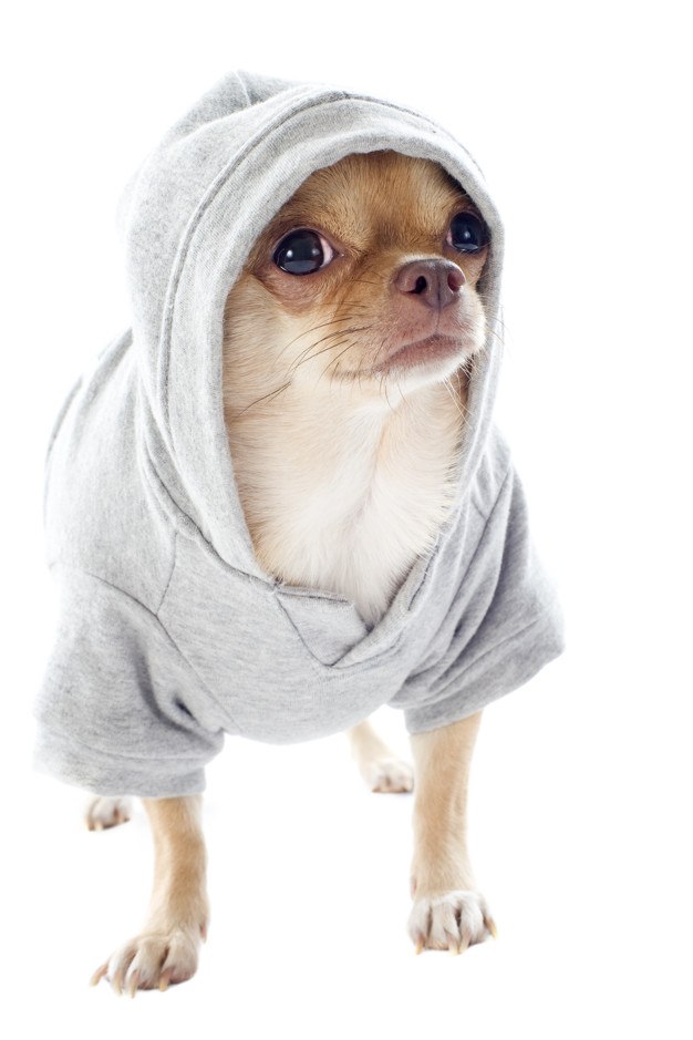 chihuahua con sudadera capucha