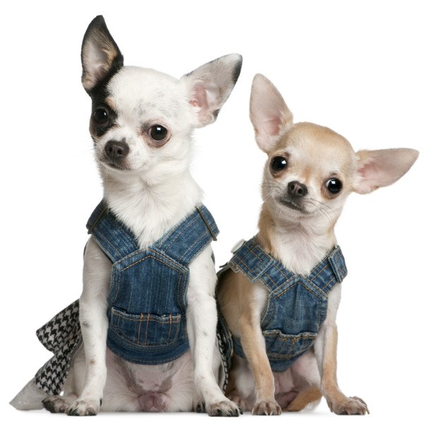 chihuahuas con vestido vaquero