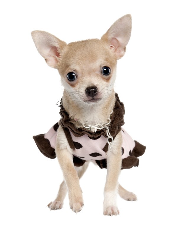 chihuahua con vestido de lunares