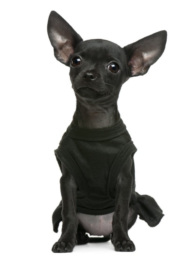 chihuahua con camiseta basica negra tirantes