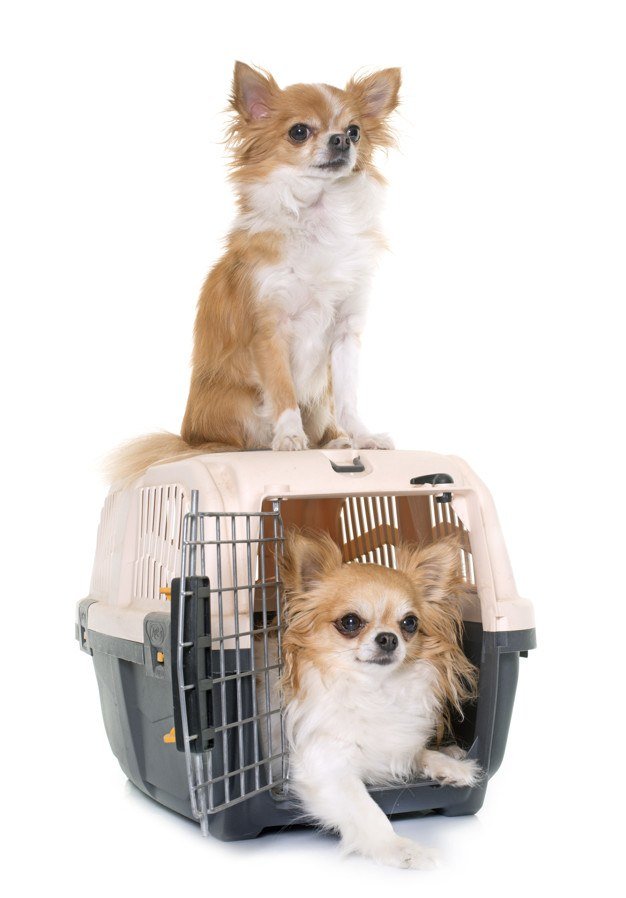 chihuahuas en transportin 