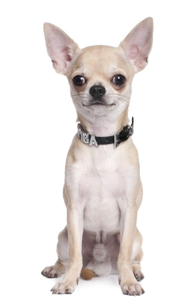 chihuahua con collar personalizado