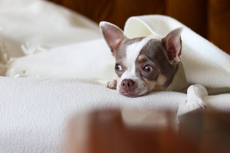 chihuahua en cama invierno