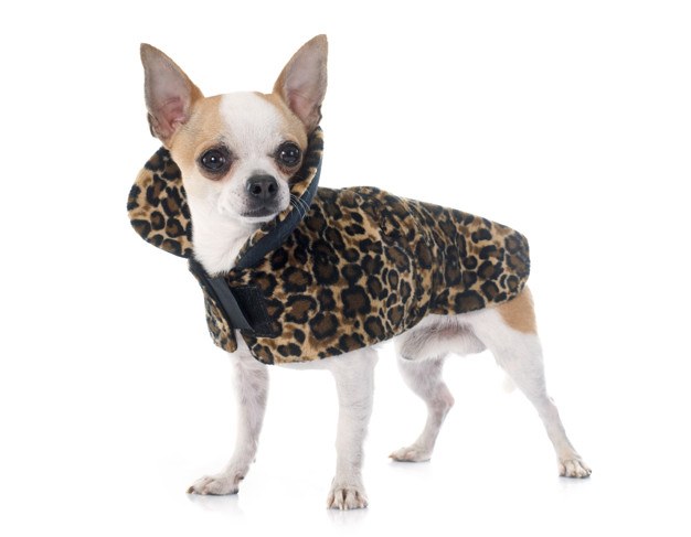 chihuahua con abrigo leopardo