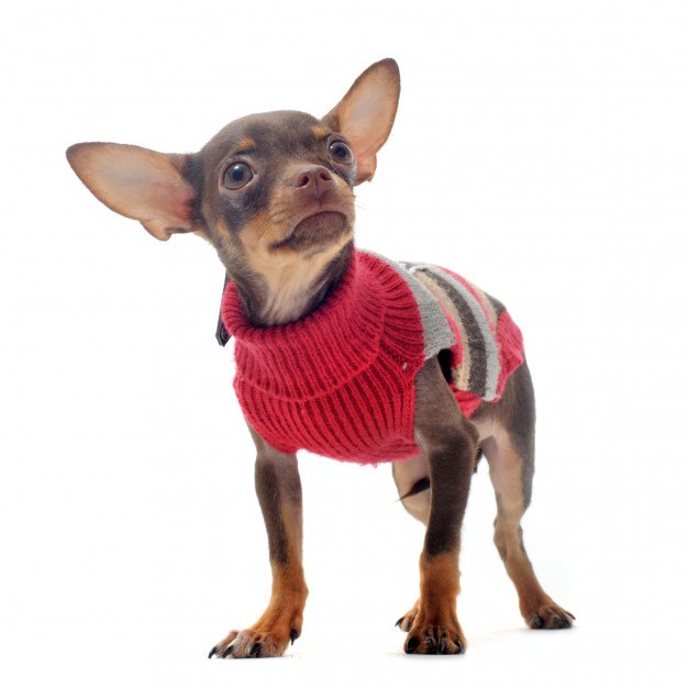 chihuahua con jersey rojo de cuello alto