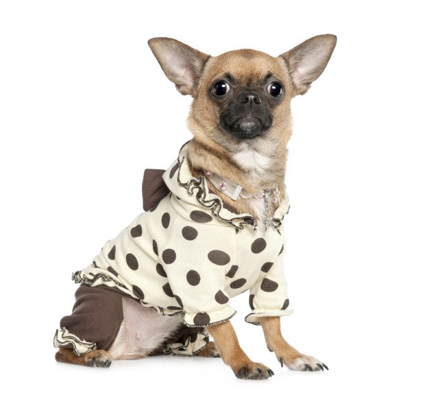 Pijamas para CHIHUAHUAS - Mundo Chihuahua