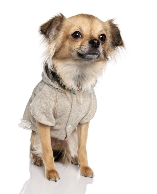 chihuahua con sudadera beige