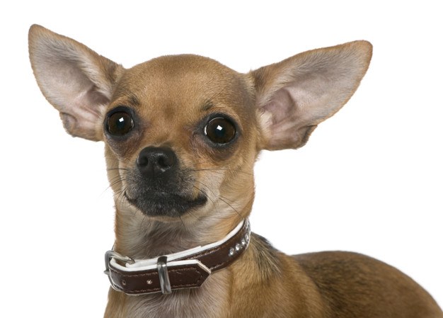 chihuahua con collar marron