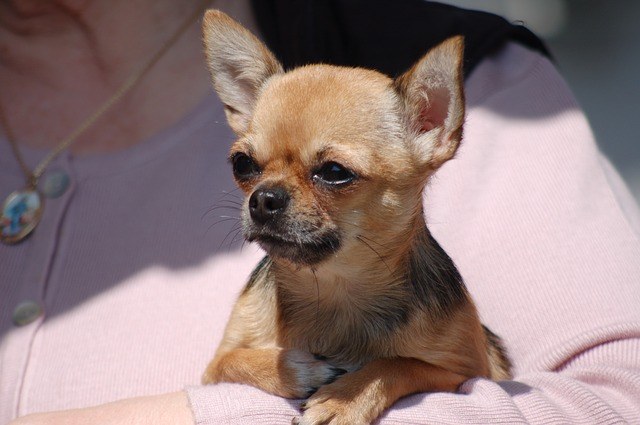 Chihuahuas toy