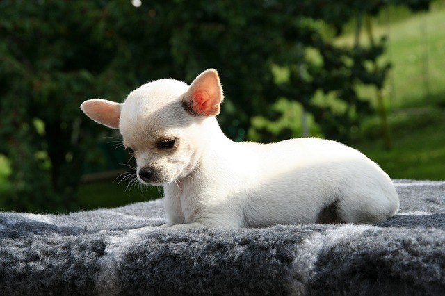 chihuahua blanco