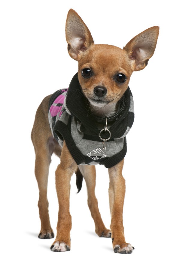 Mansión destilación cuello ▷ Ropa para perros CHIHUAHUAS ~ Mundo Chihuahua