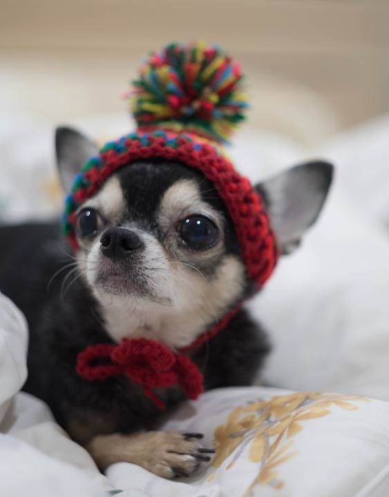 chihuahua con gorro lana