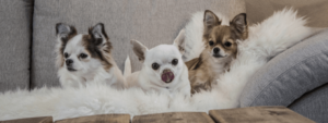 tipos de Chihuahuas