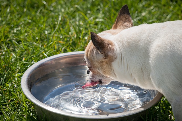 Chihuahua bebederos