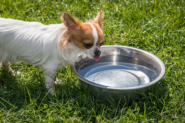 Chihuahua dietas