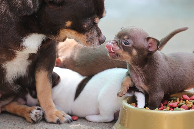 Chihuahua y crías
