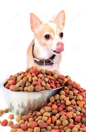 Comida para chihuahuas