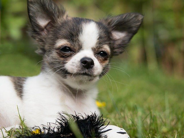 chihuahua de pelo largo