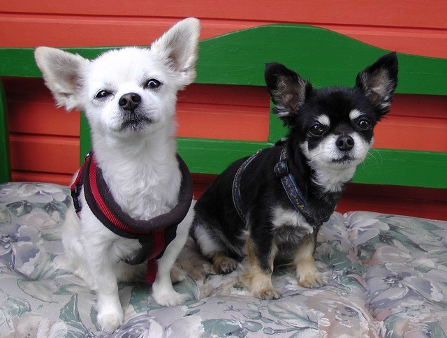 Chihuahua gemelos