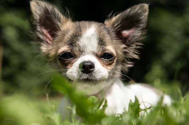 Orígenes de los chihuahuas