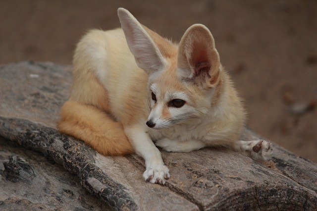 fénec es origen del chihuahua