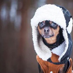 Perros chihuahua vestidos cheap