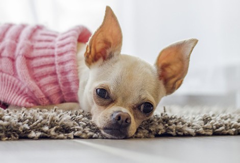 Mansión destilación cuello ▷ Ropa para perros CHIHUAHUAS ~ Mundo Chihuahua